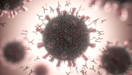 Illustration of the human response to COVID-19 virus infection. Credit: KTS Design in David Cox: Coronavirus Science Coverage, National Geographic, February 4, 2021.]